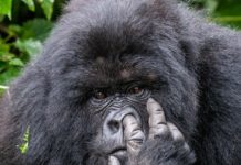 Take a Look at the Funniest And Cutest Entries for the 2017 Comedy Wildlife Photography Awards