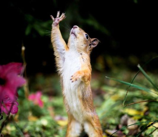 Cuteness Overload: These Animals Act Like Professional Models