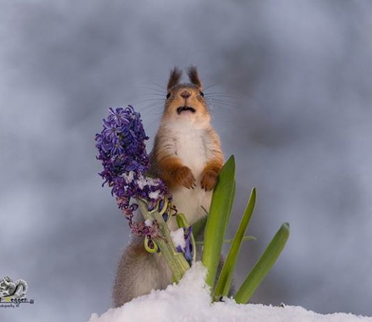 Photographer Captures Squirrels in Incredible Scenery
