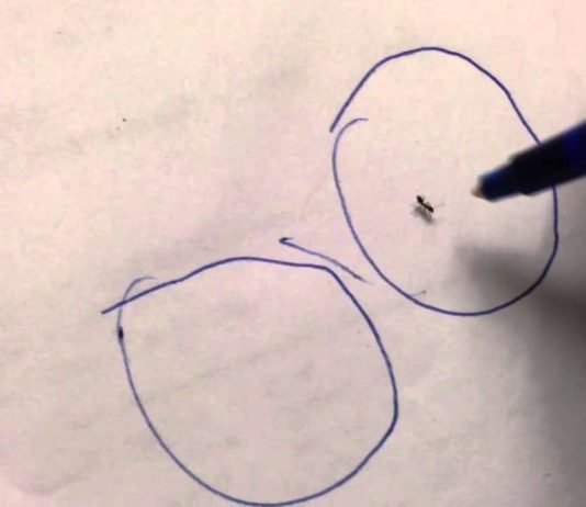 Bugs Can’t Escape From Pen Line Prison!