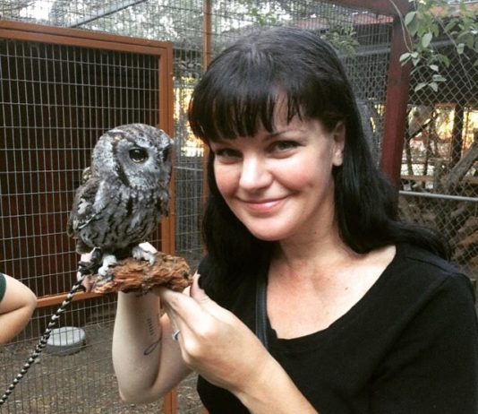 This is Zeus, The Blind Owl with Stars in his Eyes