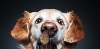 Dogs Catching Treats Look so Adorable!