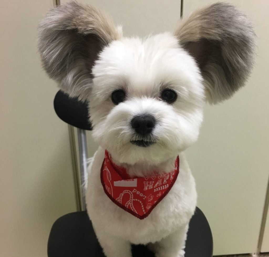 Tiny Dog With Mickey Mouse Ears is the Prettiest Thing on