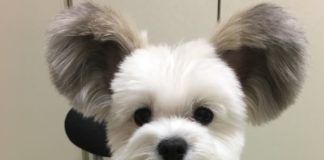 Tiny Dog With Mickey Mouse Ears is the Prettiest Thing on Internet Right Now