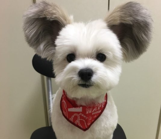 Tiny Dog With Mickey Mouse Ears is the Prettiest Thing on Internet Right Now