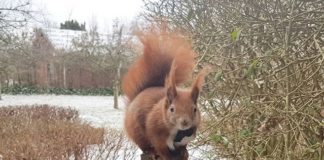 Meet Tintin, Instagram’s Most Adorable Red Squirrel