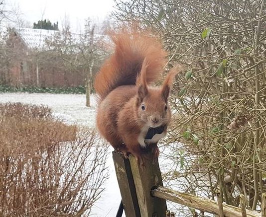 Meet Tintin, Instagram’s Most Adorable Red Squirrel