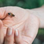 15 Bee Stings A Day… Addiction!