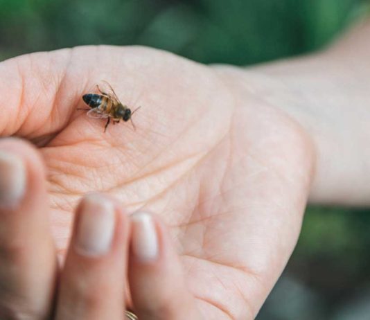 15 Bee Stings A Day… Addiction!
