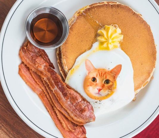 Here’s a Real Treat for All You Cat Lovers