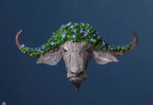 Insect-Shaped Arrangements Inspired by the American Southwest