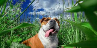 Photographer Showcases the Beauty of Dog Breeds in His Series of Photos