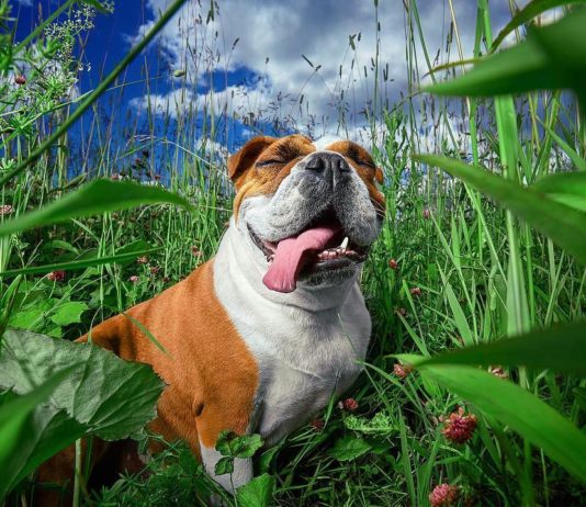 Photographer Showcases the Beauty of Dog Breeds in His Series of Photos