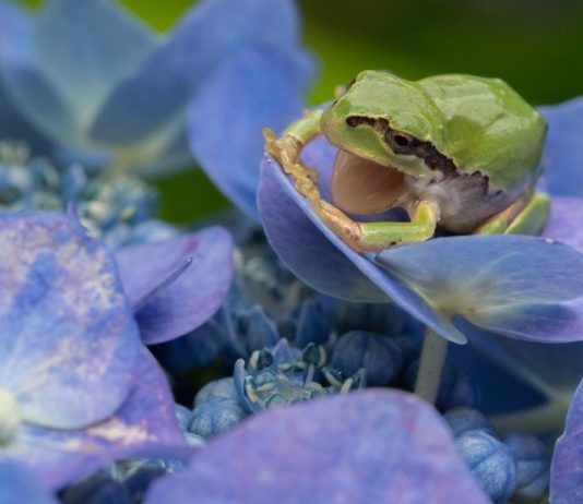 Pictures of Frogs on Hydrangeas Will Make Your Day