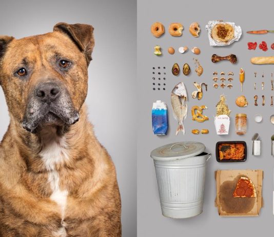 Photographer Portraits Dogs Besides Their Favorite Items
