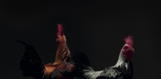 Majestic Portraits of Chickens Taken by Italian Photographers