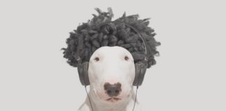 Owner Creates Brilliant Illustrations With His Bull Terrier