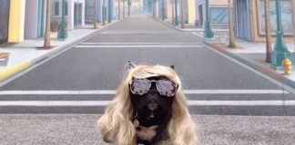 Meet Trotter, a Puppy With Impeccable Fashion Sense