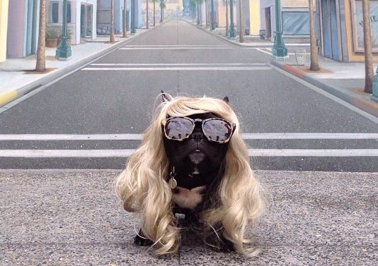 Meet Trotter, a Puppy With Impeccable Fashion Sense