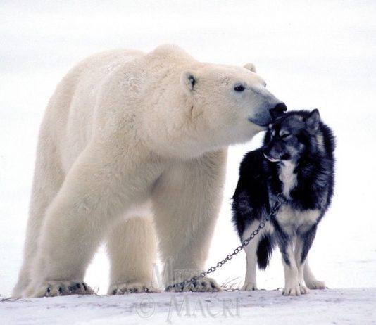 Cutest Unlikely Animal Friendships to Brighten Your Day