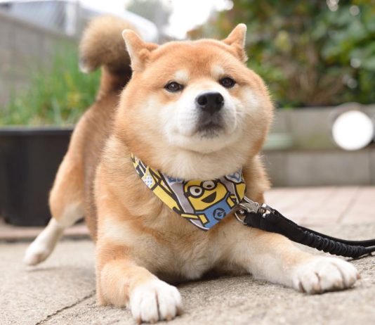 This Shiba Inu’s Facial Expressions Will Blow You Away