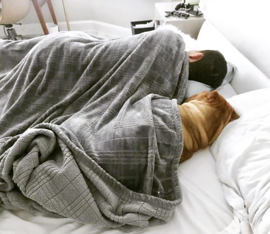 Polite Sharpei Wants to Be Tucked in