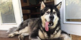 Meet Grizzly, The Giant Malamute