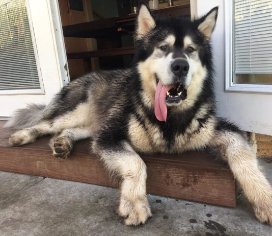 Meet Grizzly, The Giant Malamute