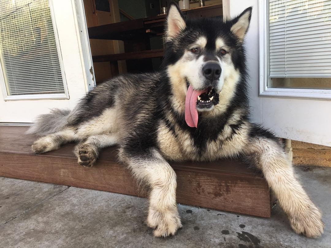 Meet Grizzly, The Giant Malamute - PlayJunkie