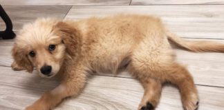 This Adorable Golden Retriever Thinks He’s An Ambulance