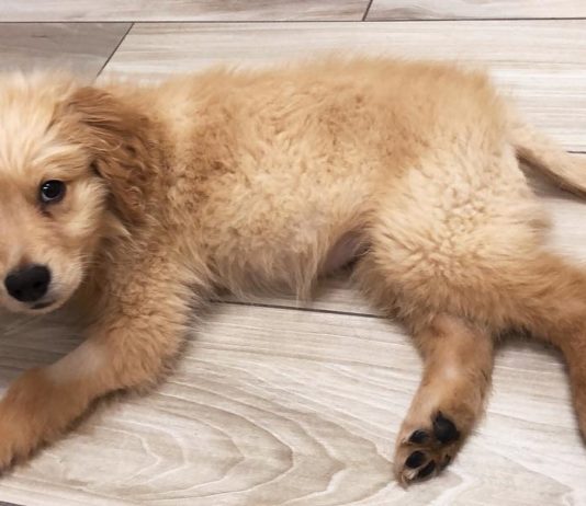 This Adorable Golden Retriever Thinks He’s An Ambulance