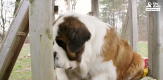 Adorable 130-Pound Dog Gets His First Home Ever
