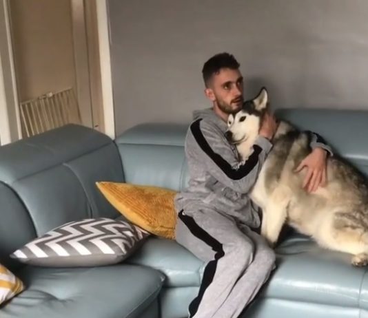 This Husky Loves Chest Rubs and Doesn’t Want Owner to Stop