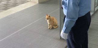These Cats Have Tried To Enter Hiroshima Museum For 2 Years