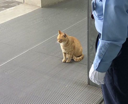 These Cats Have Tried To Enter Hiroshima Museum For 2 Years