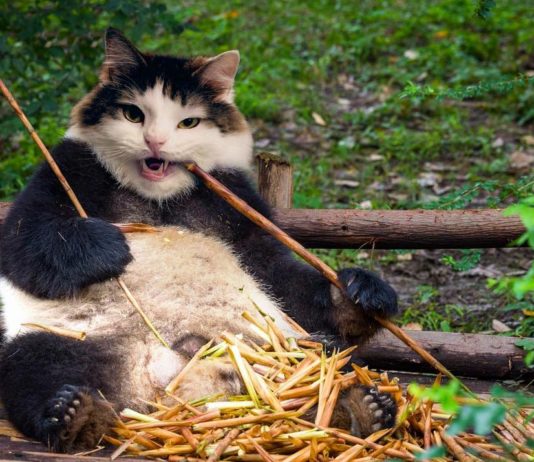 Cat’s Heads Photoshopped onto Other Animals’ Bodies