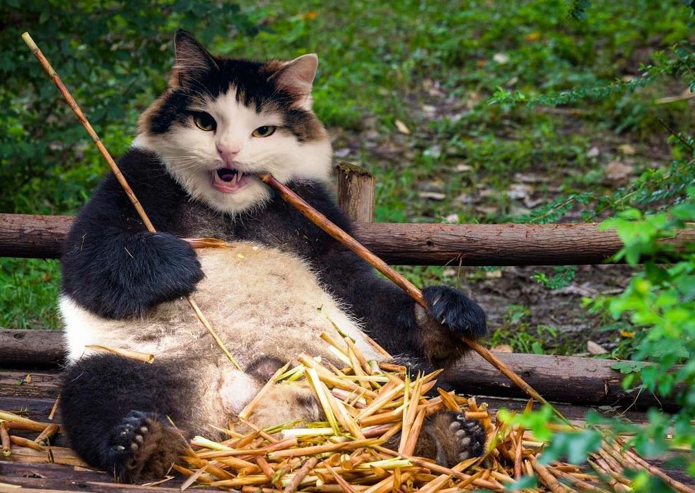 Cat's Heads Photoshopped onto Other Animals' Bodies - PlayJunkie