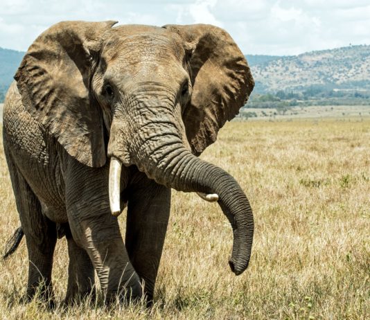 Pianist Serenades to Rescued Elephants at Thailand Sanctuary