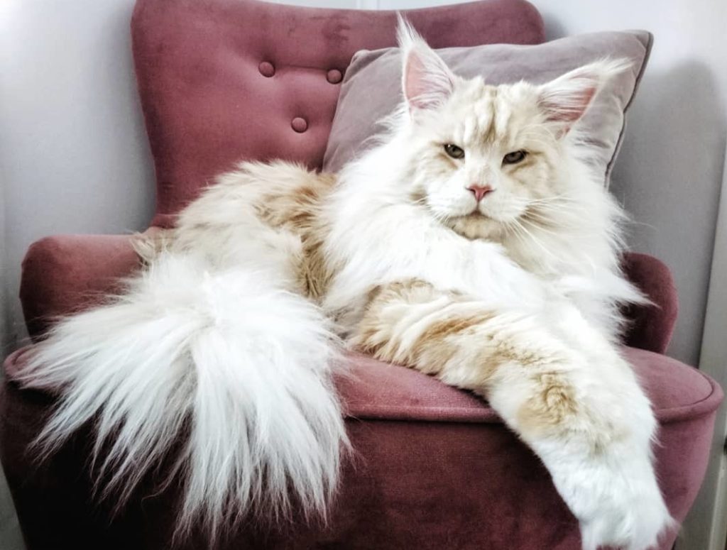 These Photos Show How Huge Maine Coons Actually Are PlayJunkie