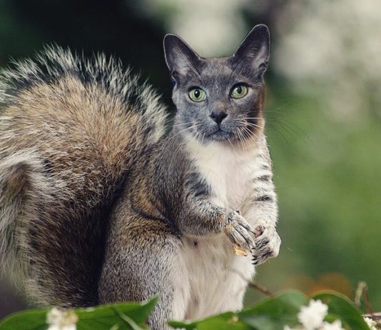 Check Out These Weird Cat-hybrids