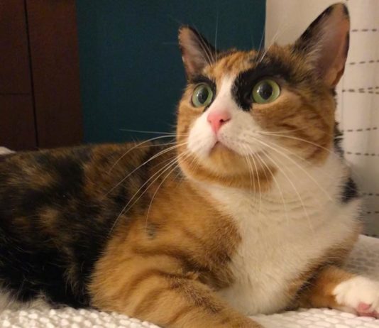 Lily the Cat Judges Her Human With Weird Facial Expressions