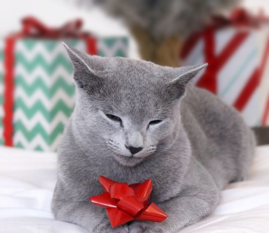 Meet Ruble, The Smiling Cat