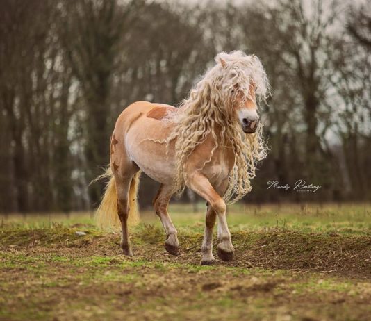 This Horse Has the Prettiest Mane
