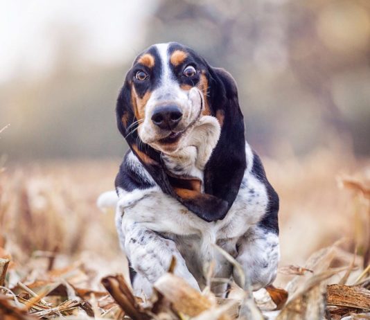 Funny Photos of a Dog Catching Treats