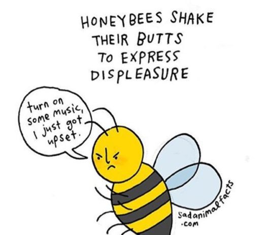 Brooke Barker Draws Sad Animal Facts