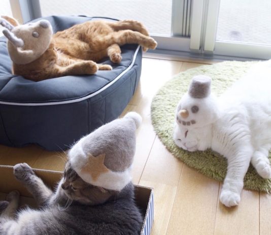 These Cats Wear Fashionable Hats Made Entirely From Their Own Fur
