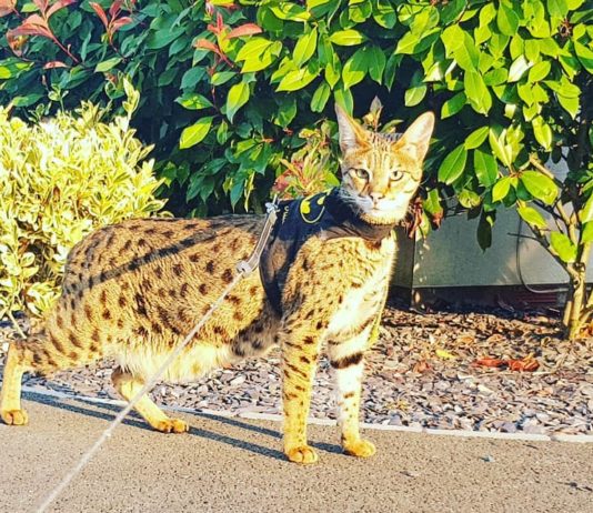 The Most Expensive Cats In the World