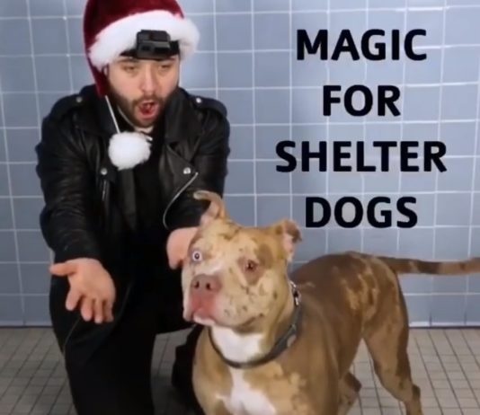 Magician Made Treats Disappear and Shelter Dogs’ Reactions Are Hilarious