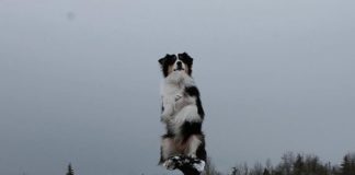 Secret Has Extraordinary Skills That Not Many Dogs Have