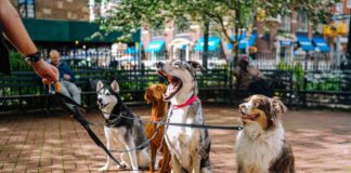 This is What Dogs Would Tweet if They Could